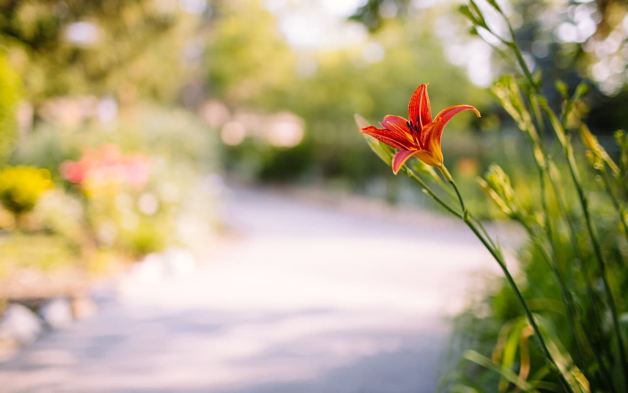 Supported Independent Living Courtyard