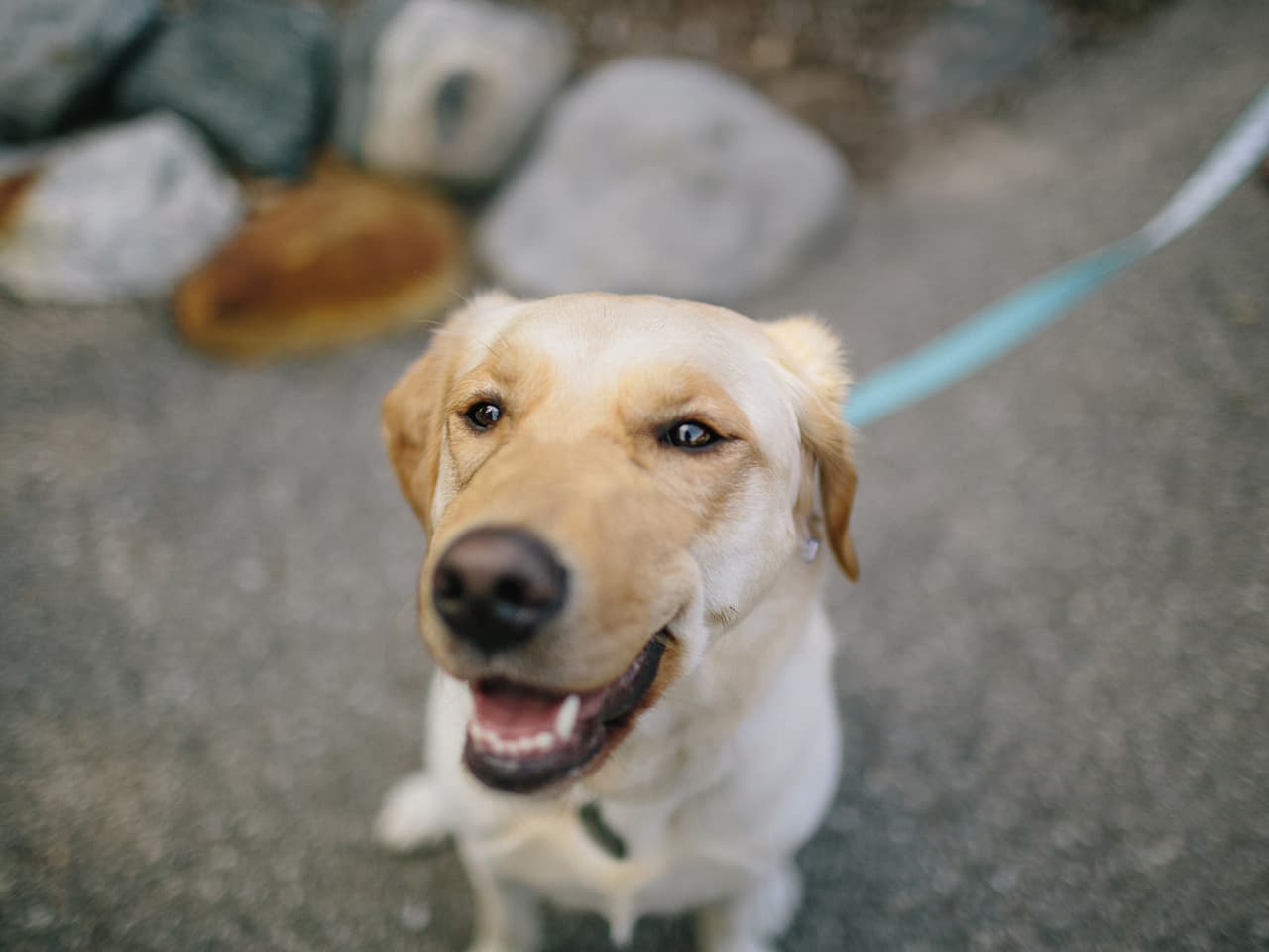 animal assisted therapy dog